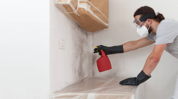 Professional Black Mold Removal technician working in Enola, PA